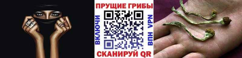 Псилоцибиновые грибы GOLDEN TEACHER  Тайга 